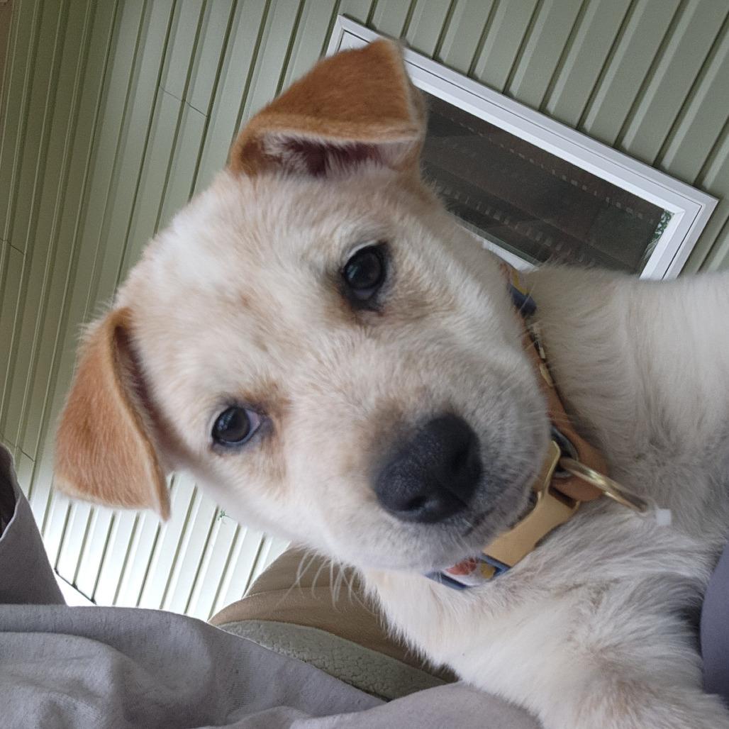 Deny Doherty, a Adoptable mixed breed in Joliet, IL image 5/5