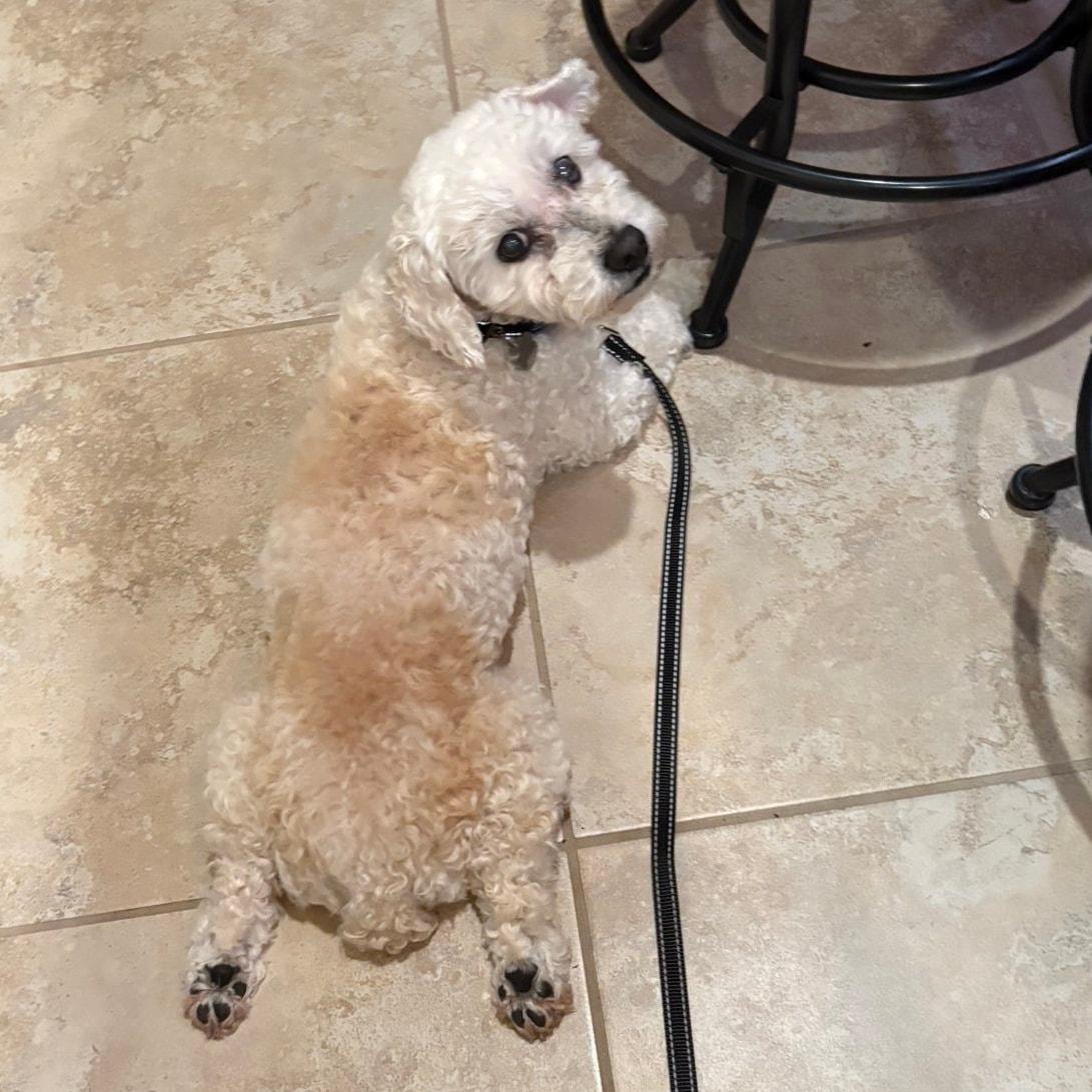 Cooper *Sweetest Super Senior*, a Adoptable Cockapoo in Riverview, FL image 3/6