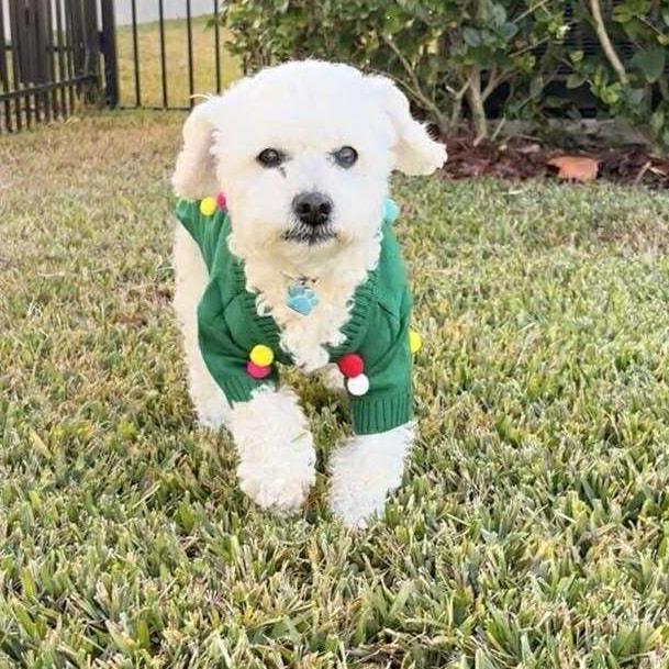 Cooper *Sweetest Super Senior*, a Adoptable Cockapoo in Riverview, FL image 2/6