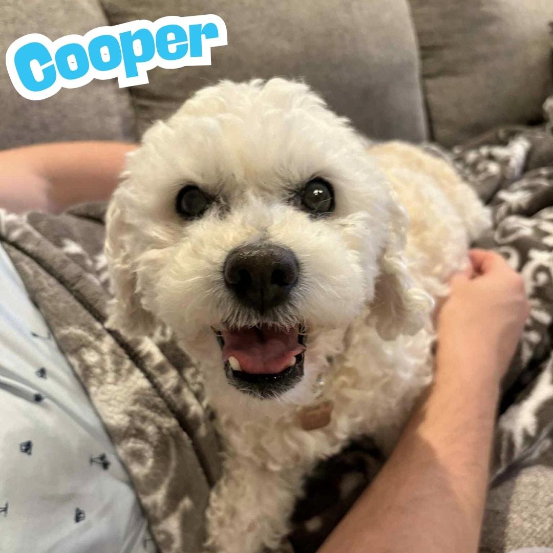 Cooper *Sweetest Super Senior*, an adoptable Cockapoo in Riverview, FL, 33579 | Photo Image 1
