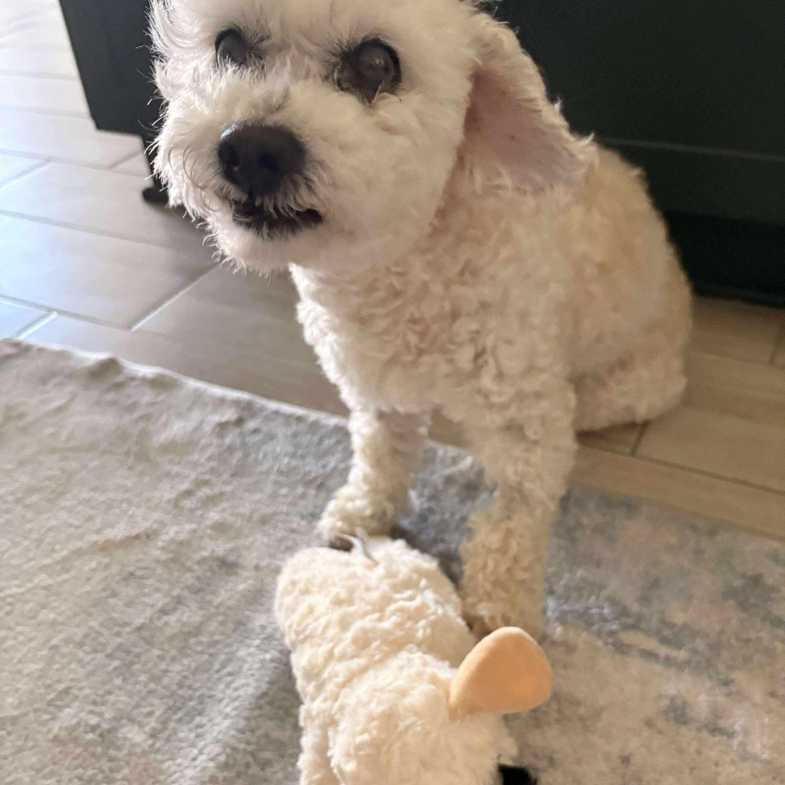 Cooper *Sweetest Super Senior*, a Adoptable Cockapoo in Riverview, FL image 4/6