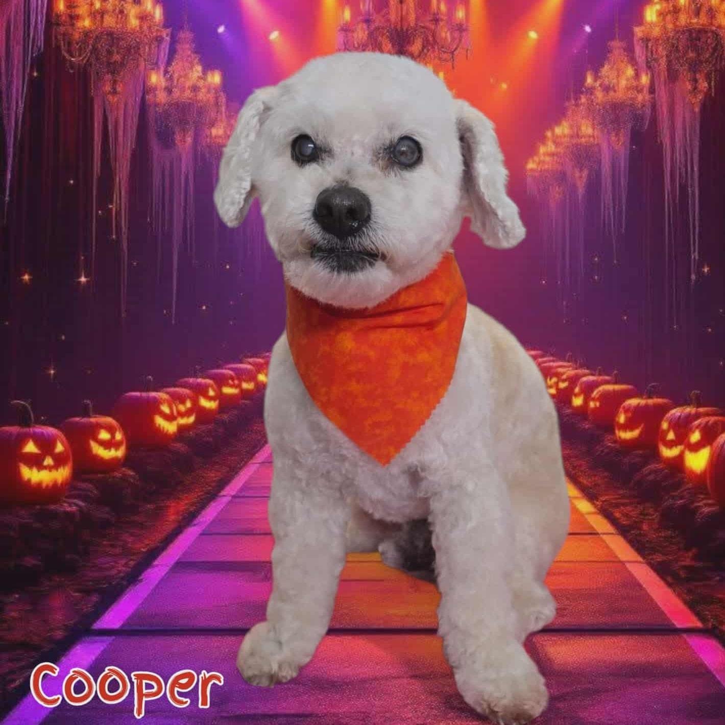 Cooper *Sweetest Super Senior*, a Adoptable Cockapoo in Riverview, FL image 5/6