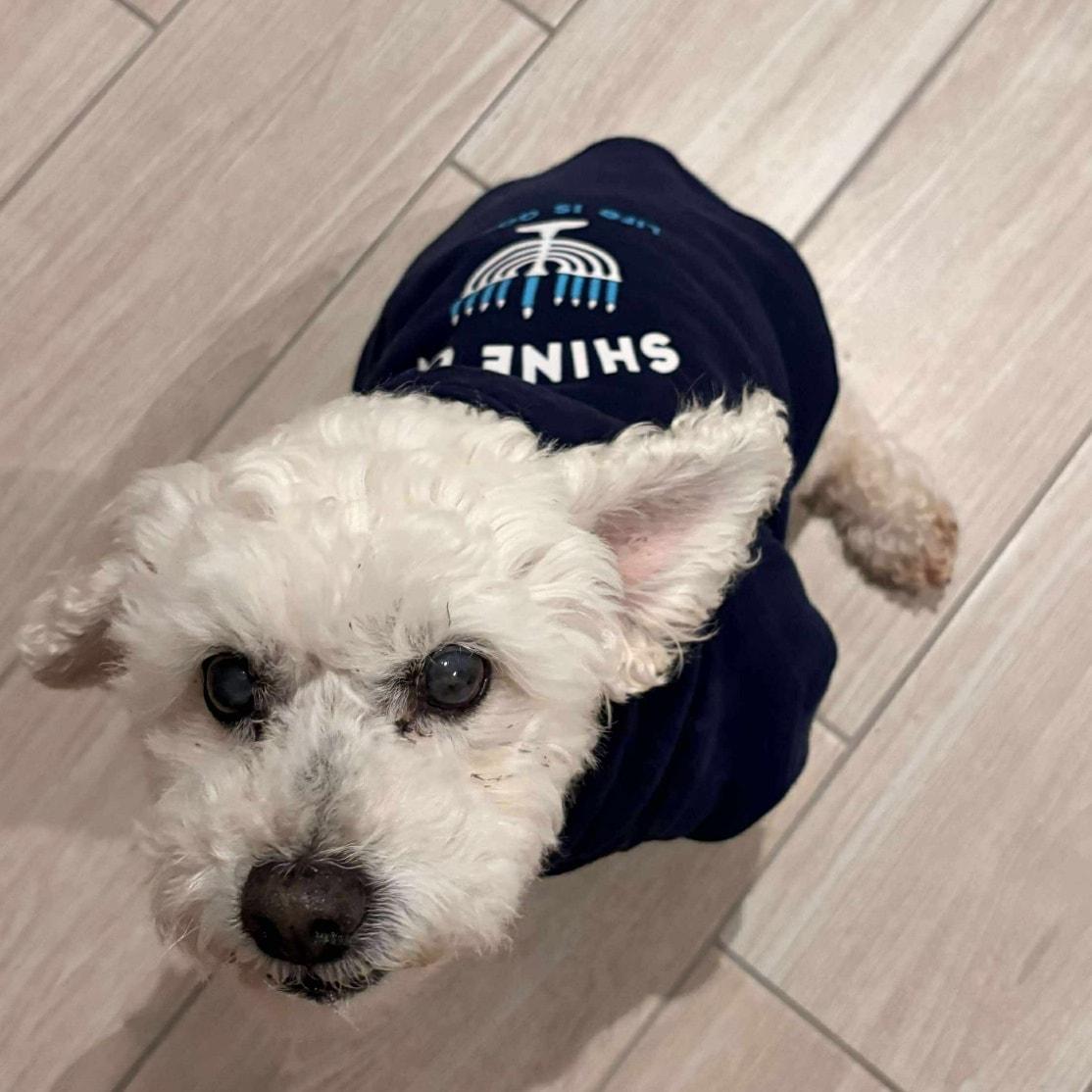 Cooper *Sweetest Super Senior*, a Adoptable Cockapoo in Riverview, FL image 6/6