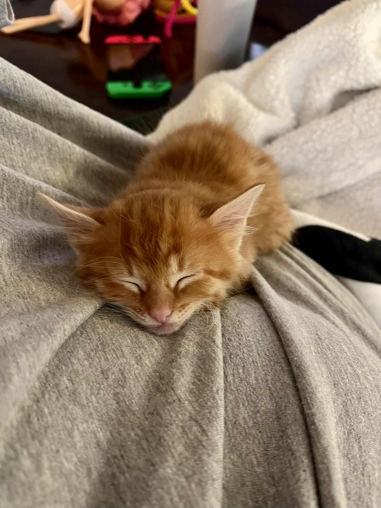 Jack O. Lantern, Adopted, Young Male Domestic Long Hair.