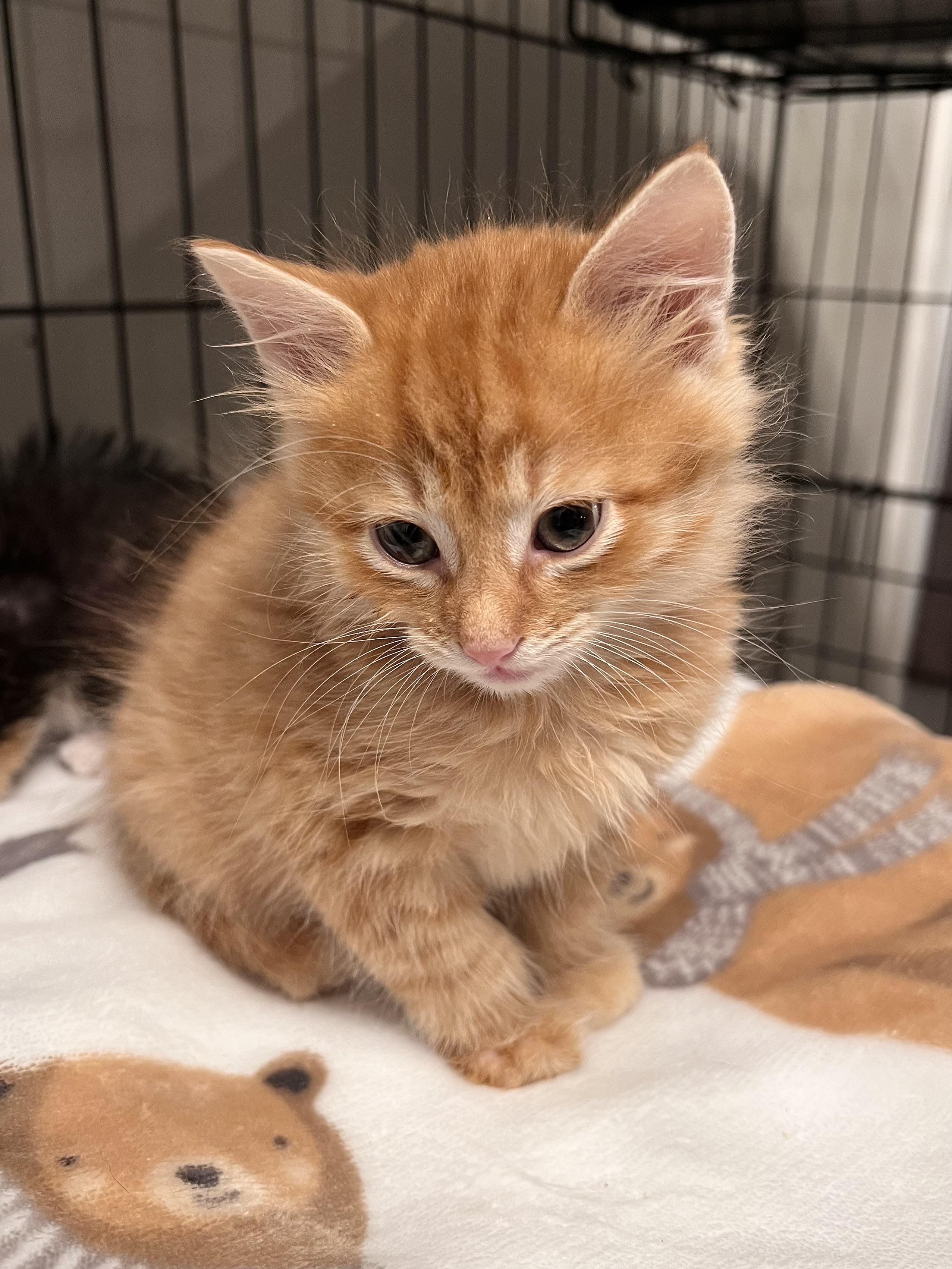 Enlarge Jack O. Lantern, a Adopted mixed breed in Randolph, AL image 2/3