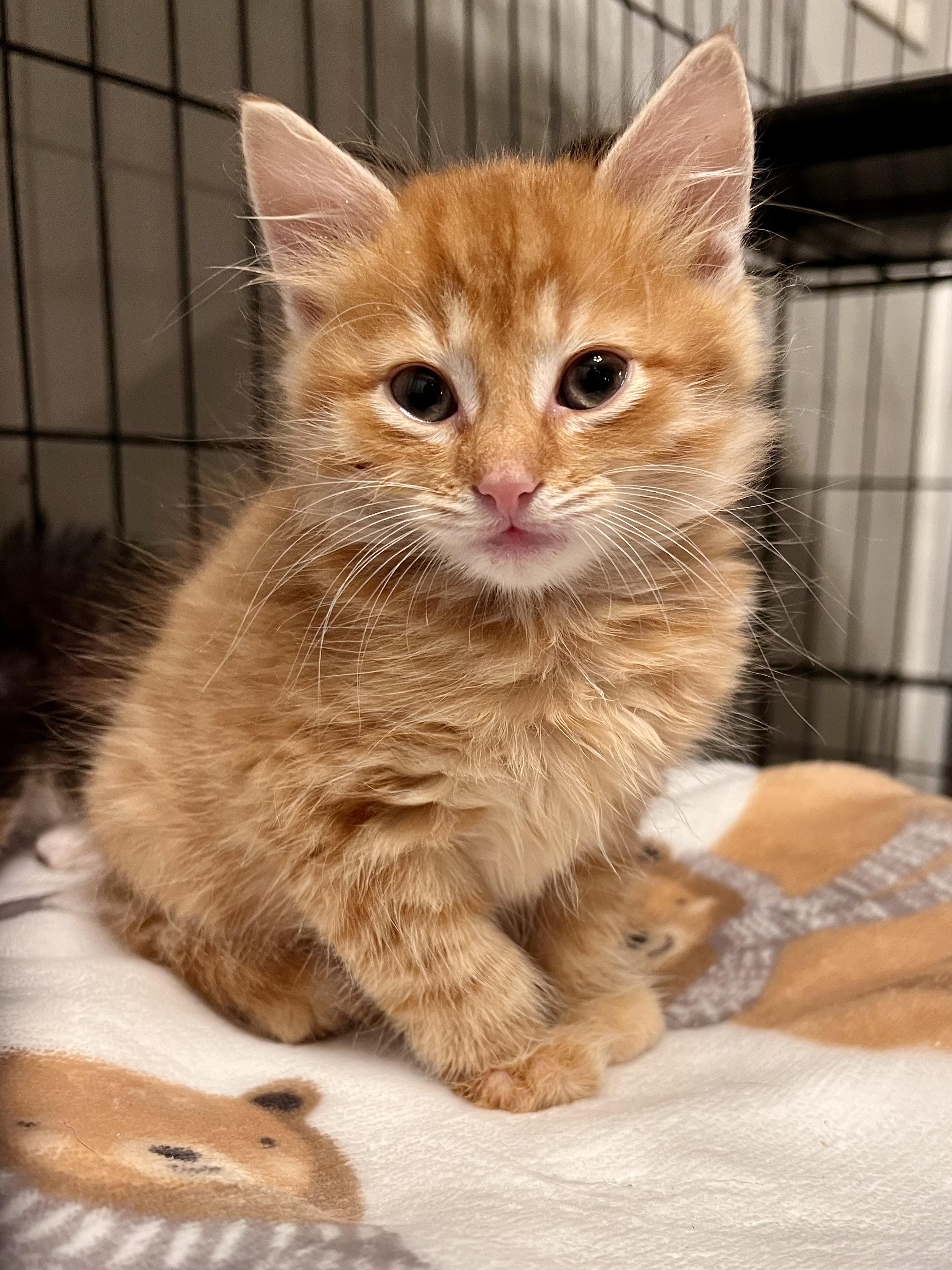 Enlarge Jack O. Lantern, a Adopted mixed breed in Randolph, AL image 3/3