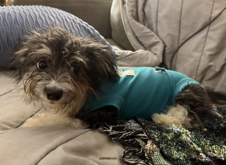 Enlarge Moose, a Adopted mixed breed in Mansfield, OH image 1/5