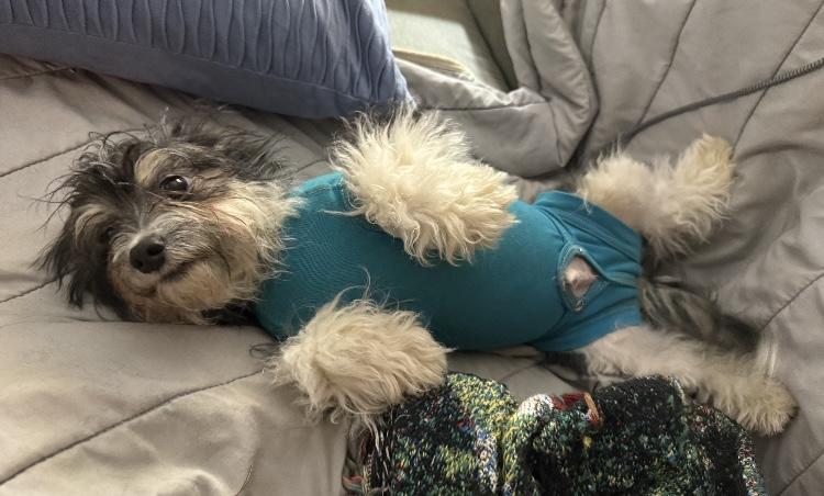 Enlarge Moose, a Adopted mixed breed in Mansfield, OH image 2/5