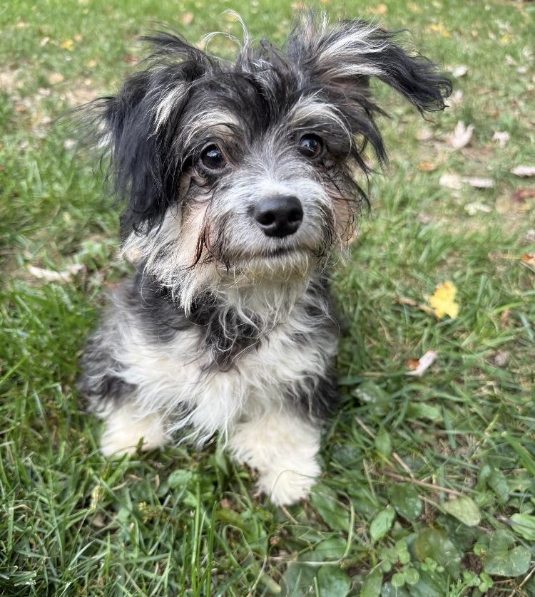 Enlarge Moose, a Adopted mixed breed in Mansfield, OH image 3/5