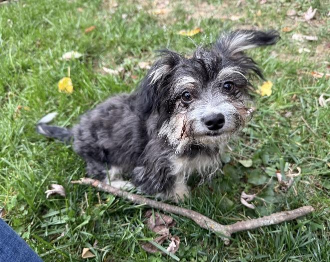 Enlarge Moose, a Adopted mixed breed in Mansfield, OH image 4/5