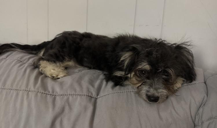 Enlarge Moose, a Adopted mixed breed in Mansfield, OH image 5/5