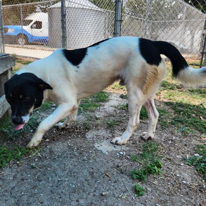 Enlarge Finn, a Adoptable Terrier in Corpus Christi, TX image 1/6