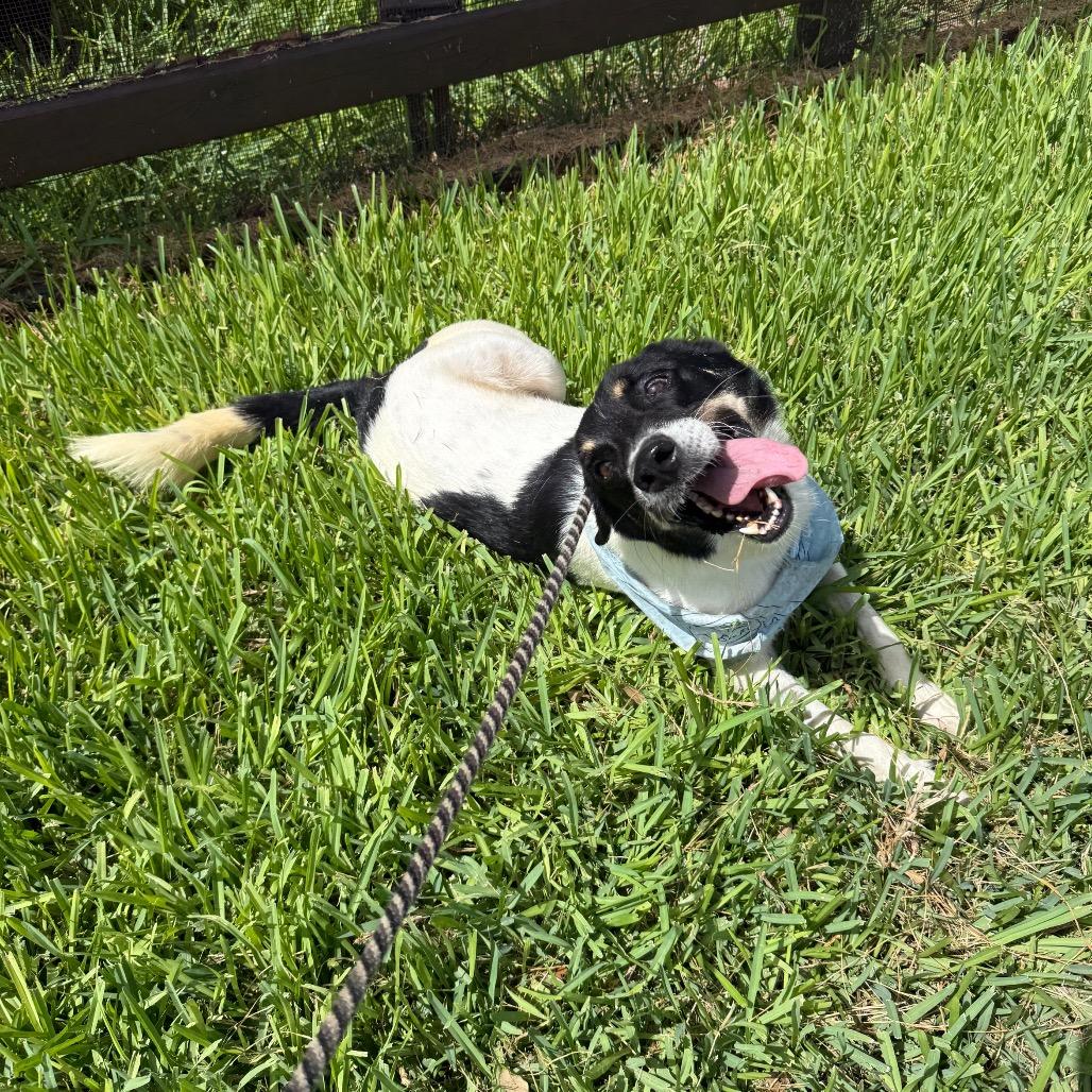 Finn, a Adoptable mixed breed in Corpus Christi, TX image 2/6