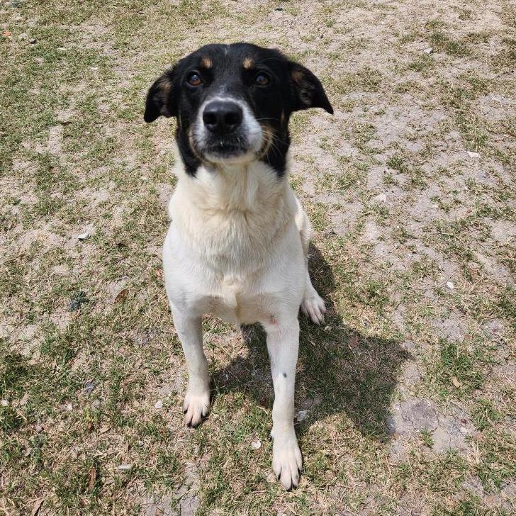 Enlarge Finn, a Adoptable Terrier in Corpus Christi, TX image 2/6