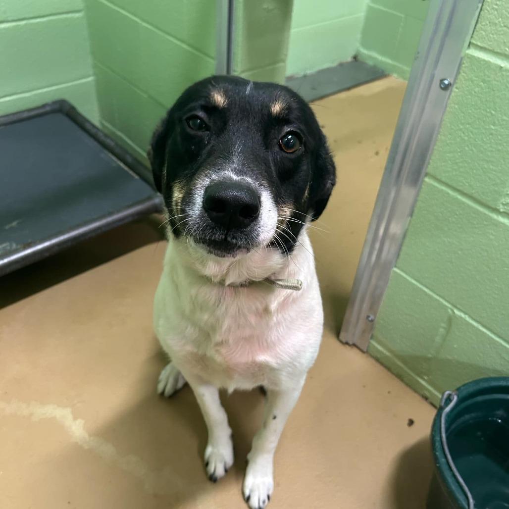 Enlarge Finn, a Adoptable Terrier in Corpus Christi, TX image 3/6