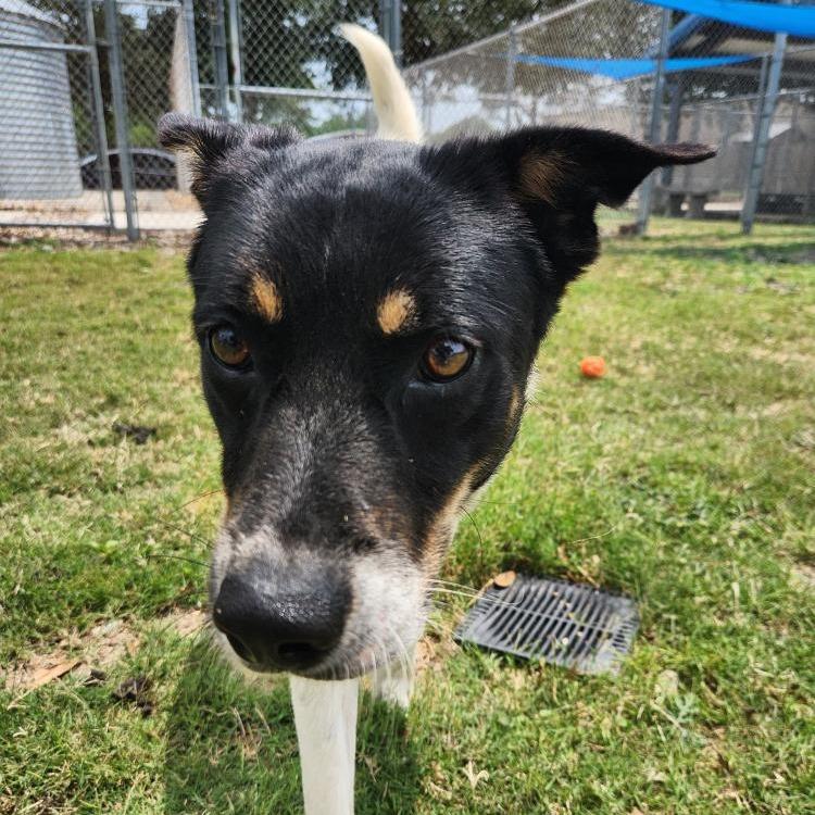 Enlarge Finn, a Adoptable Terrier in Corpus Christi, TX image 4/6
