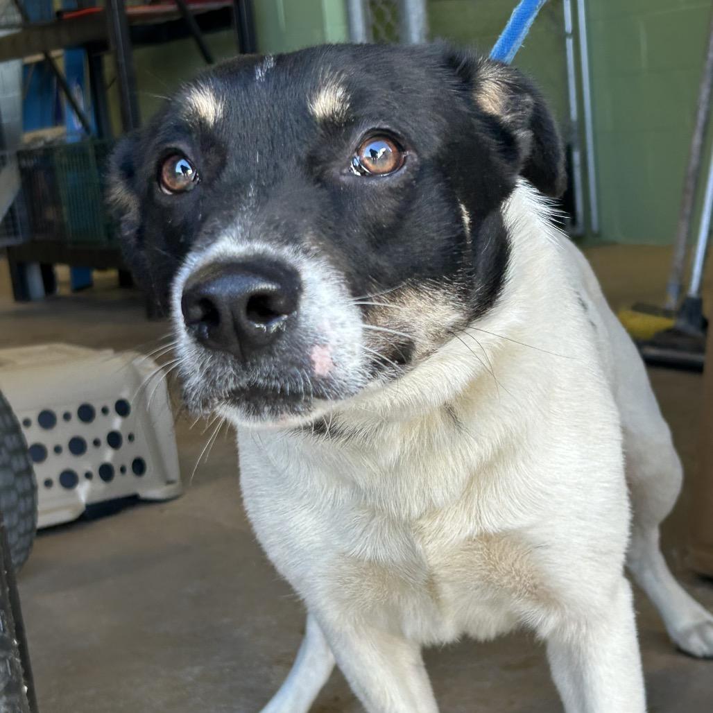 Enlarge Finn, a Adoptable Terrier in Corpus Christi, TX image 5/6