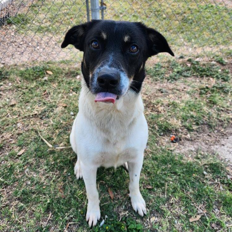 Enlarge Finn, a Adoptable Terrier in Corpus Christi, TX image 6/6