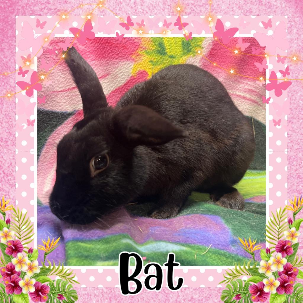 Bat, Adoptable, Baby Male Bunny Rabbit.