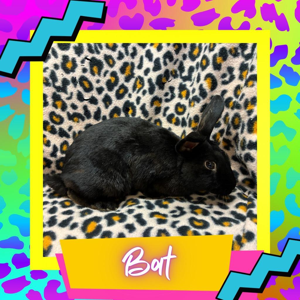 Bat, Adoptable, Baby Male Bunny Rabbit.