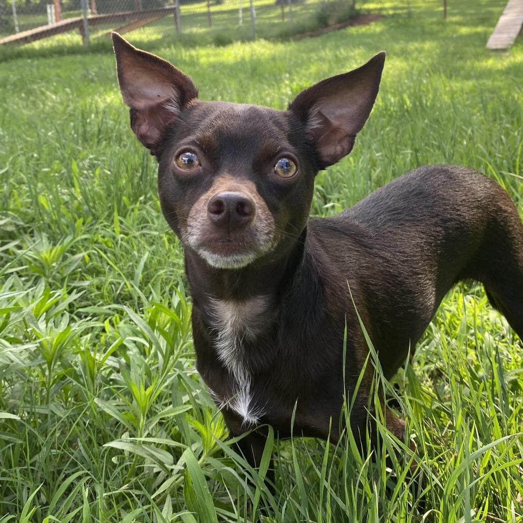 Enlarge Rocket, a Adoptable Chihuahua in Stillwater, OK image 1/1