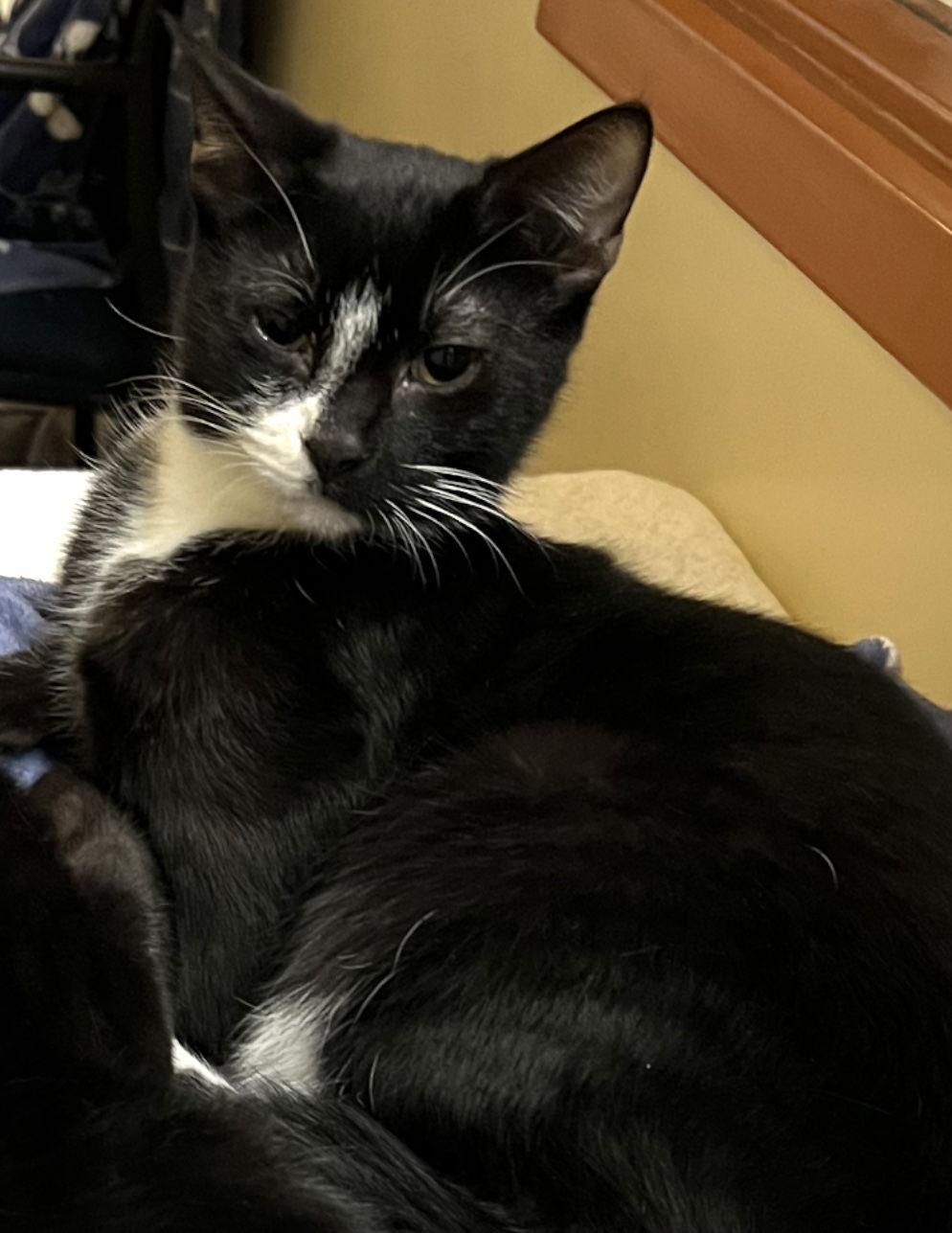 Enlarge Hudson, a Adopted Domestic Short Hair in Blasdell, NY image 1/1