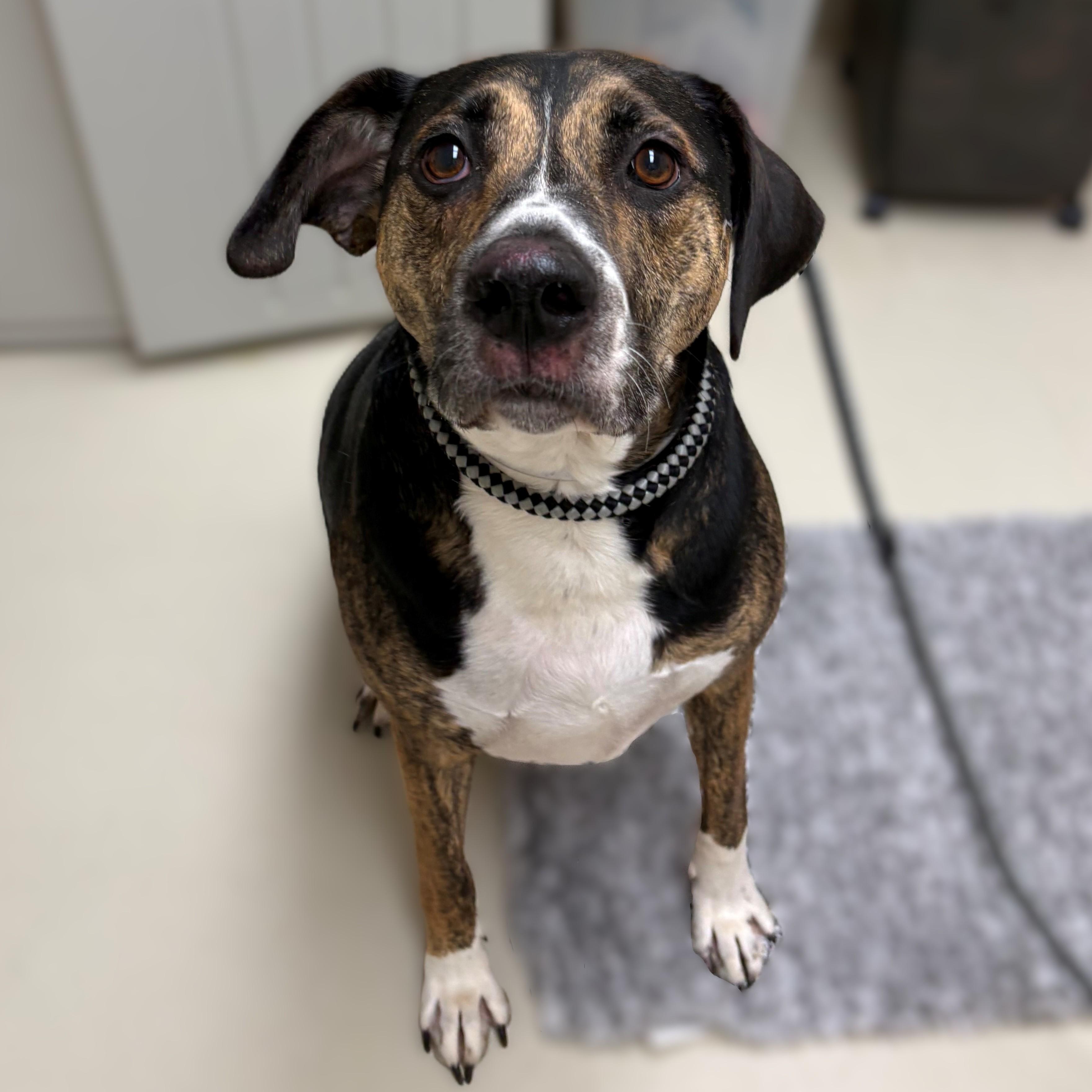 Dexter- #50799, ADOPTABLE, Adult Male Hound.