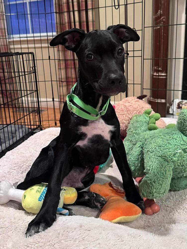 Enlarge Lurch, a Adoptable mixed breed in Valley Stream, NY image 2/6