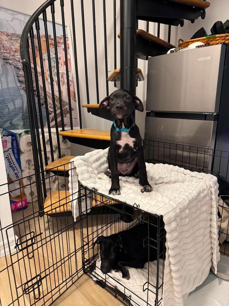 Enlarge Lurch, a Adoptable mixed breed in Valley Stream, NY image 3/6