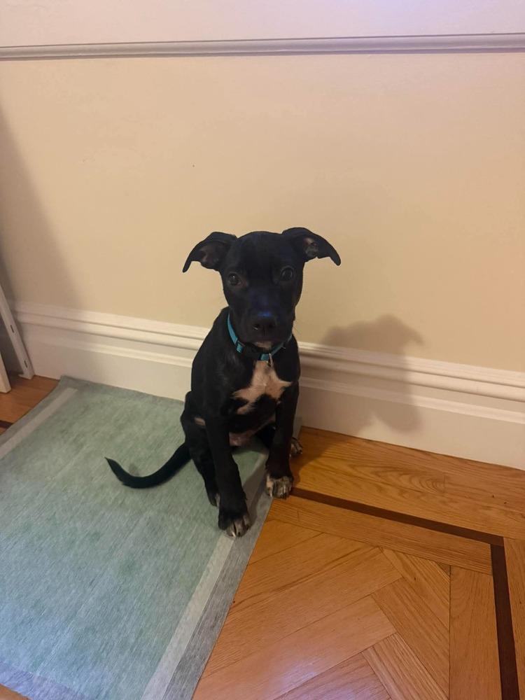 Enlarge Lurch, a Adoptable mixed breed in Valley Stream, NY image 5/6