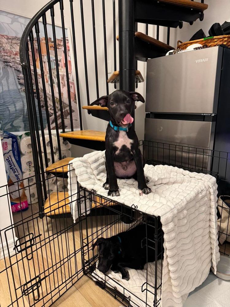 Enlarge Lurch, a Adoptable mixed breed in Valley Stream, NY image 6/6