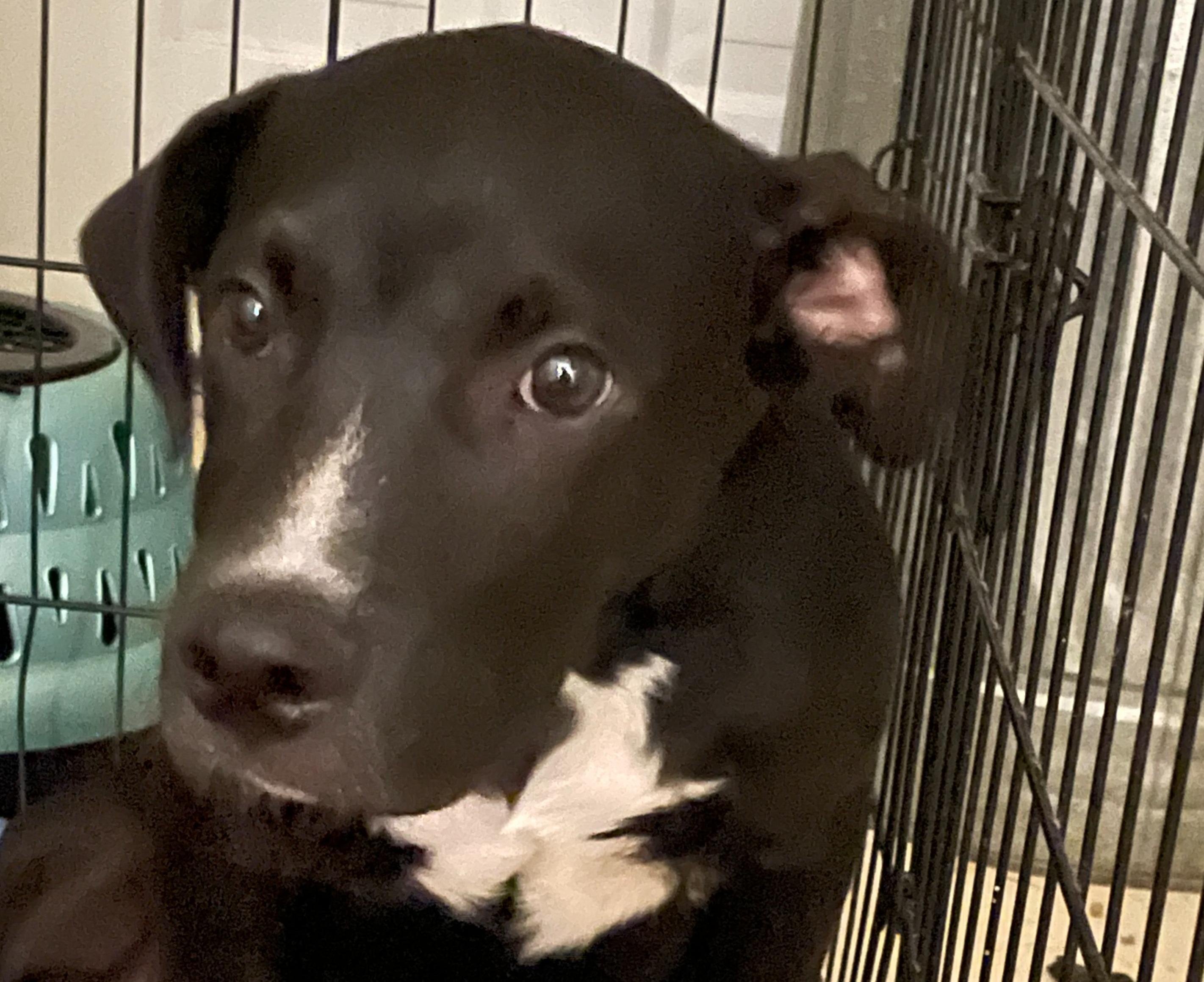 Sol, an adoptable Pit Bull Terrier in Portales, NM, 88130 | Photo Image 1