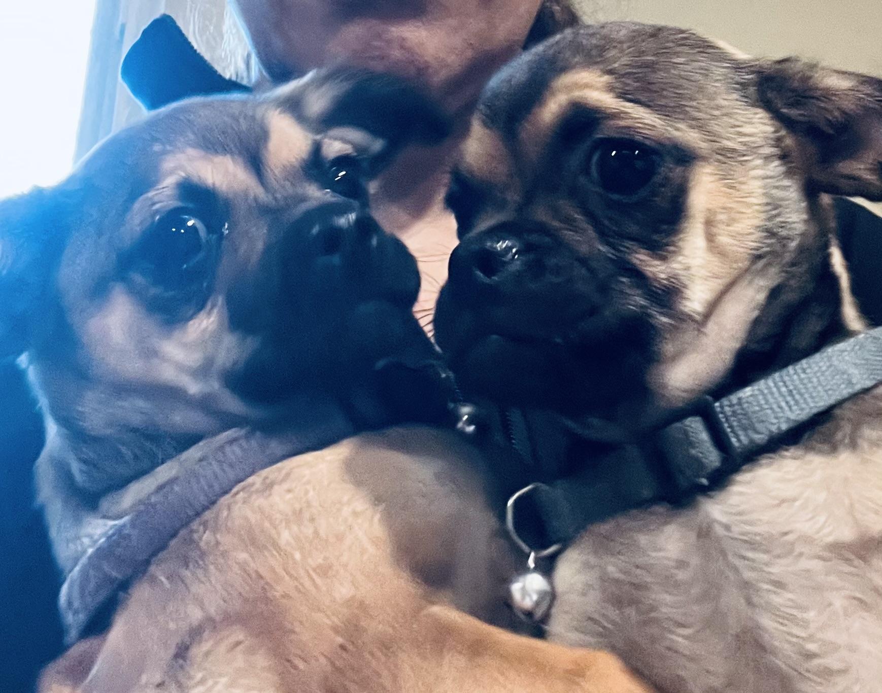 Enlarge Marie, playful and sweet puppy! , a ADOPTABLE Puggle in Cambridge, MA image 2/6