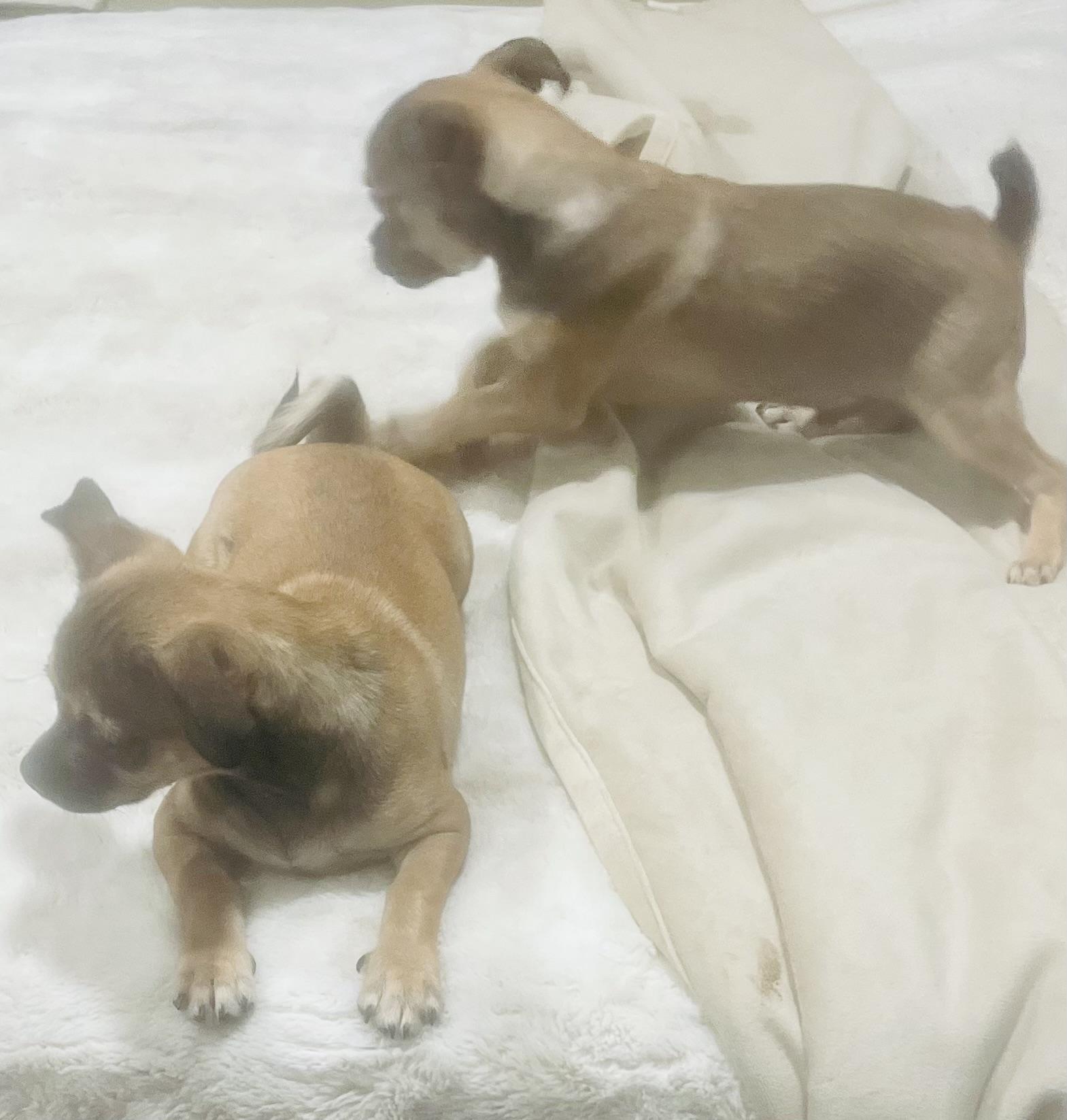 Enlarge Marie, playful and sweet puppy! , a ADOPTABLE Puggle in Cambridge, MA image 6/6