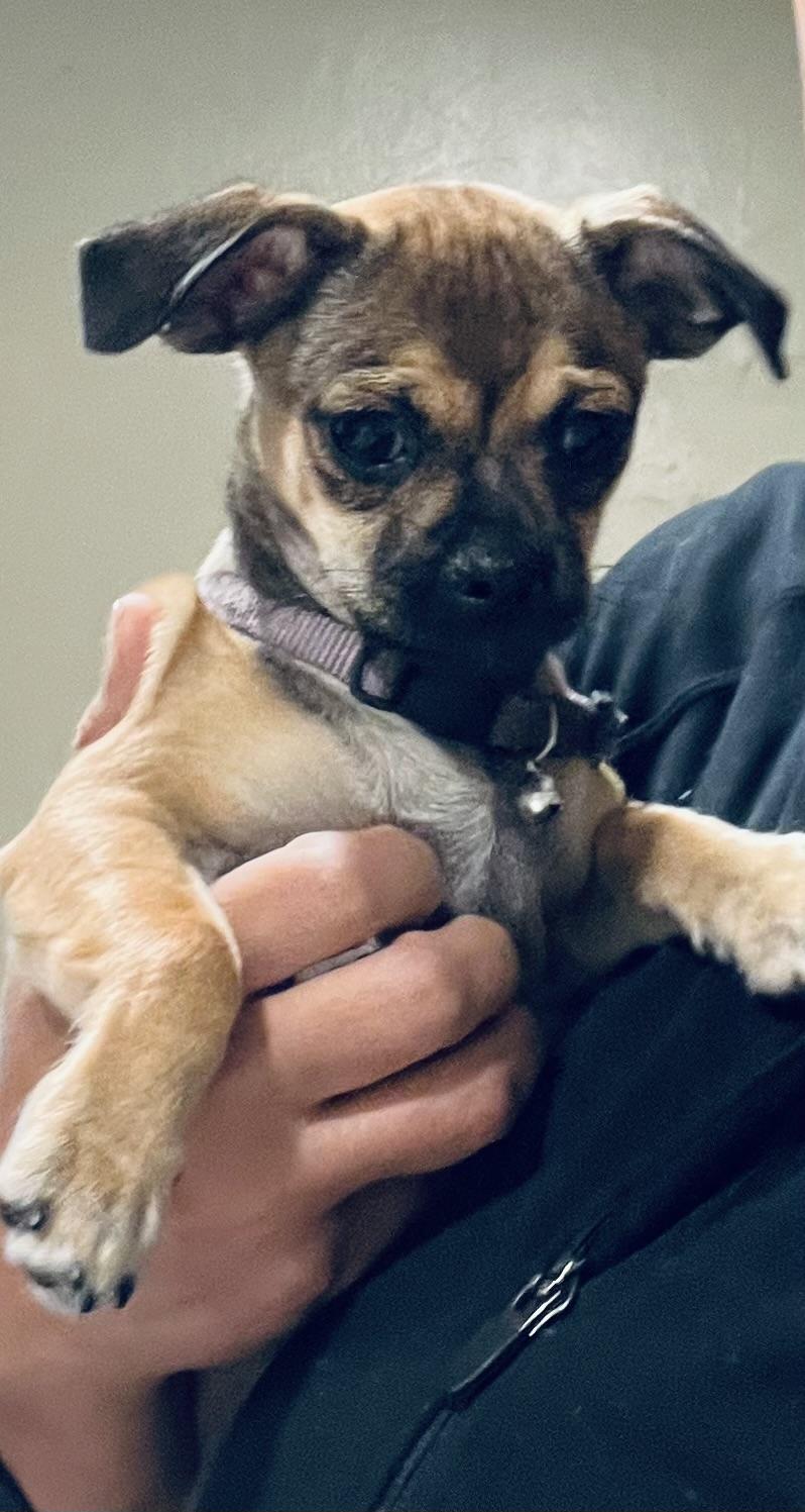 Enlarge Marie, playful and sweet puppy! , a ADOPTABLE Puggle in Cambridge, MA image 1/6