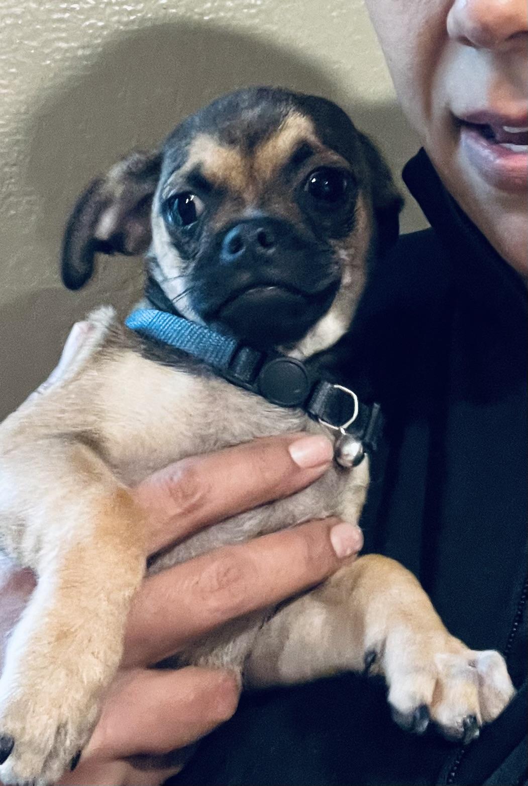 Enlarge Marie, playful and sweet puppy! , a ADOPTABLE Puggle in Cambridge, MA image 5/6