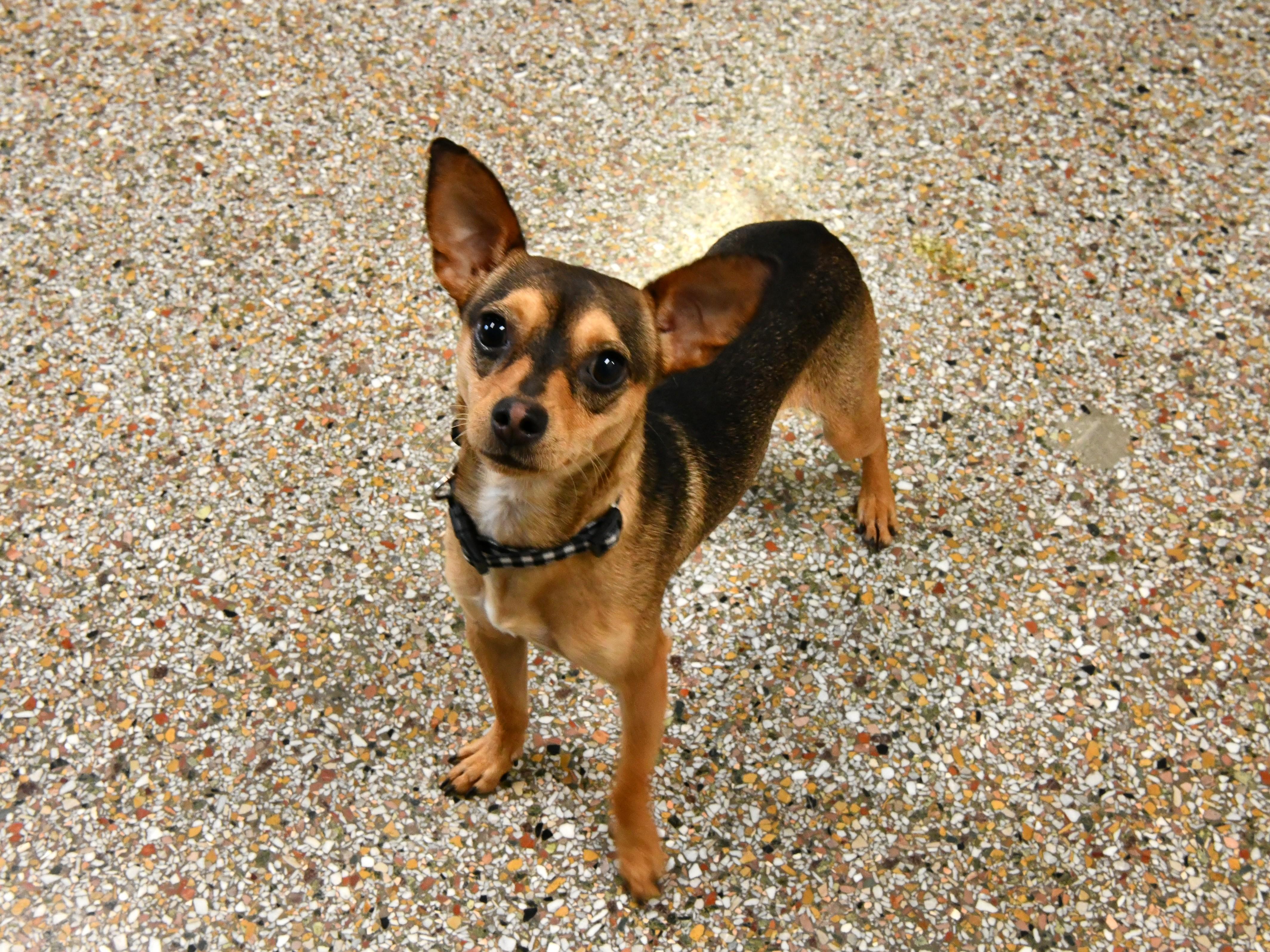 Enlarge Chencho, a ADOPTABLE Chihuahua in Fairhope, AL image 3/3