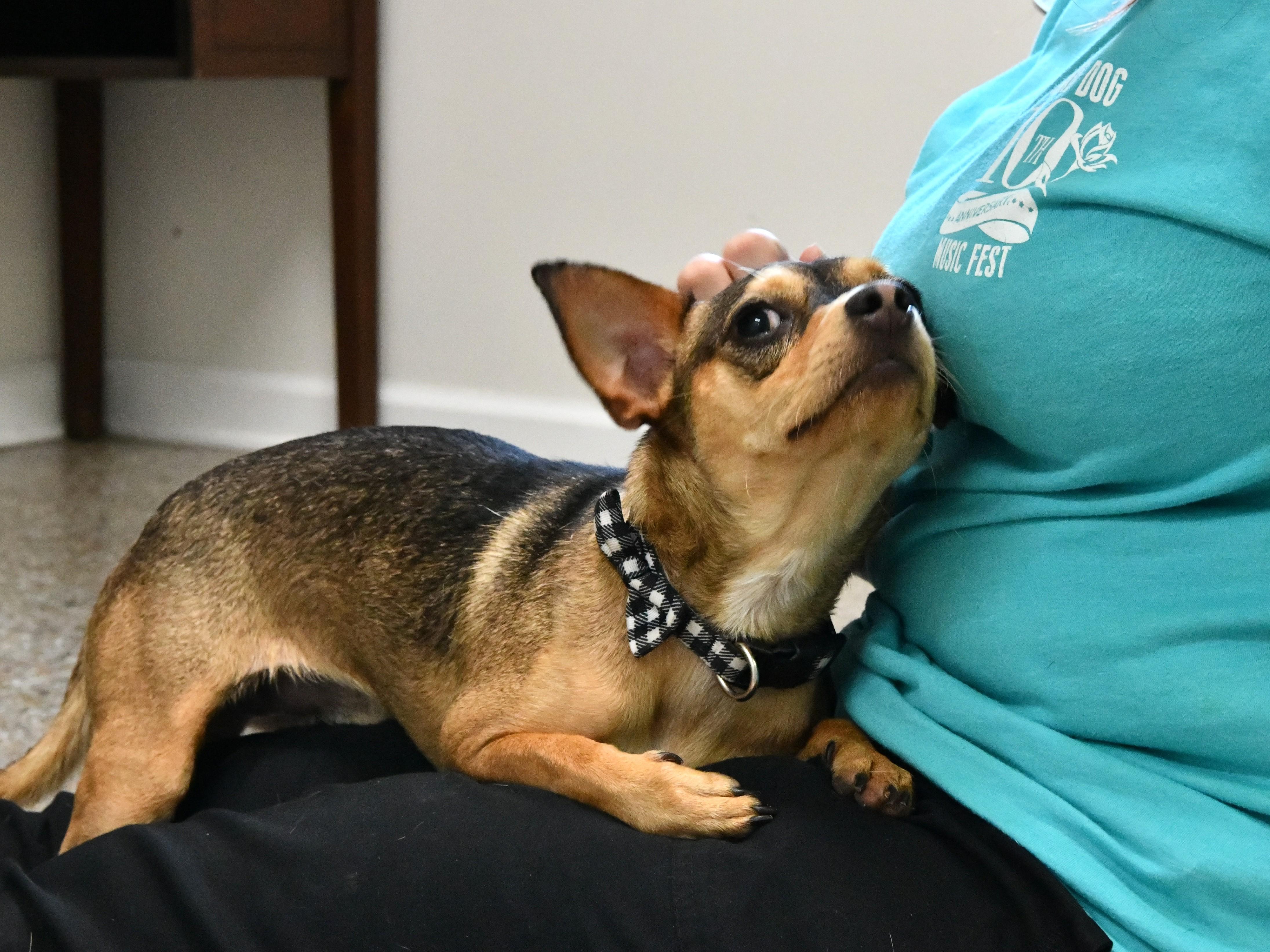 Enlarge Chencho, a ADOPTABLE Chihuahua in Fairhope, AL image 2/3