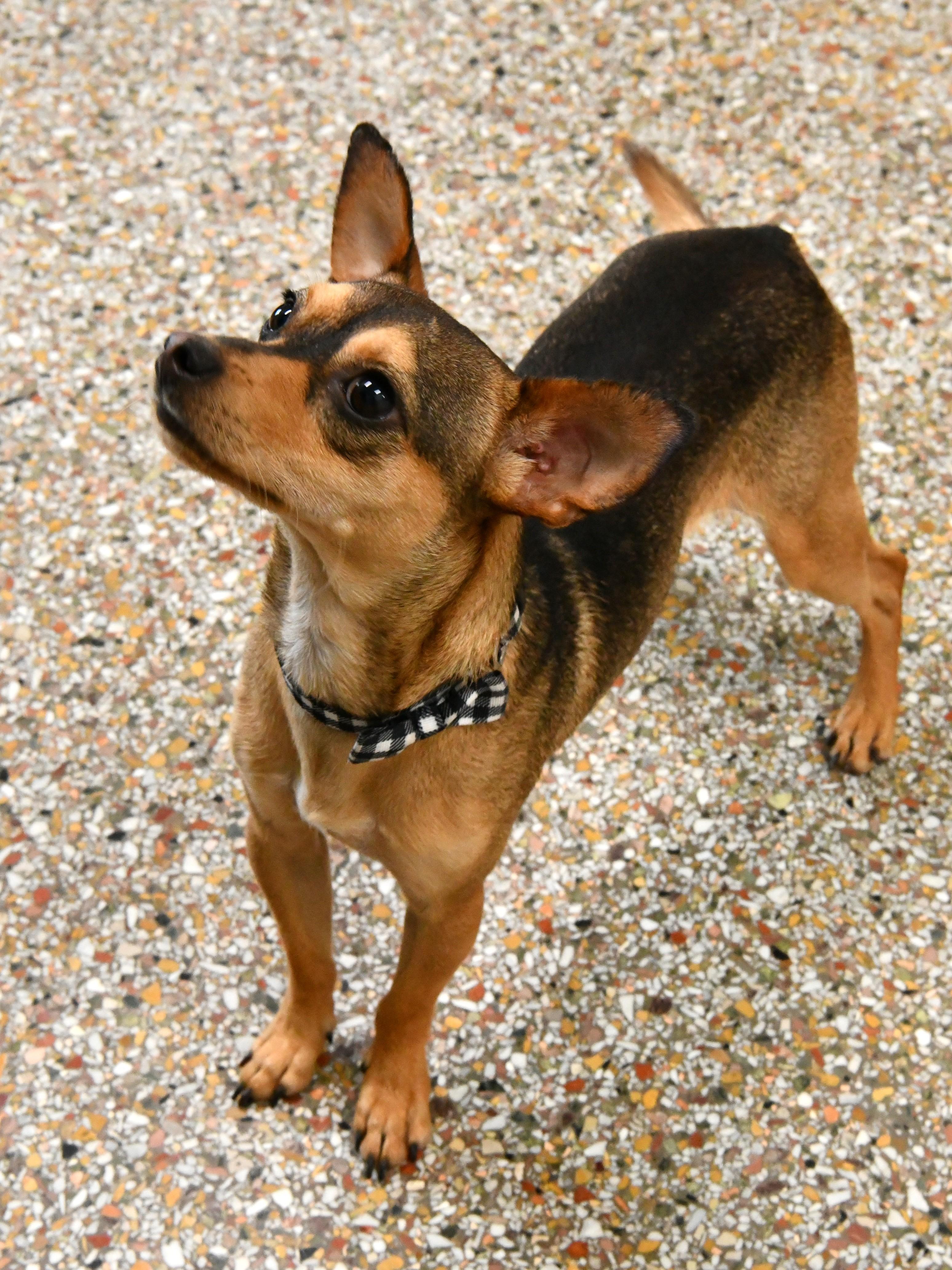 Enlarge Chencho, a ADOPTABLE Chihuahua in Fairhope, AL image 1/3