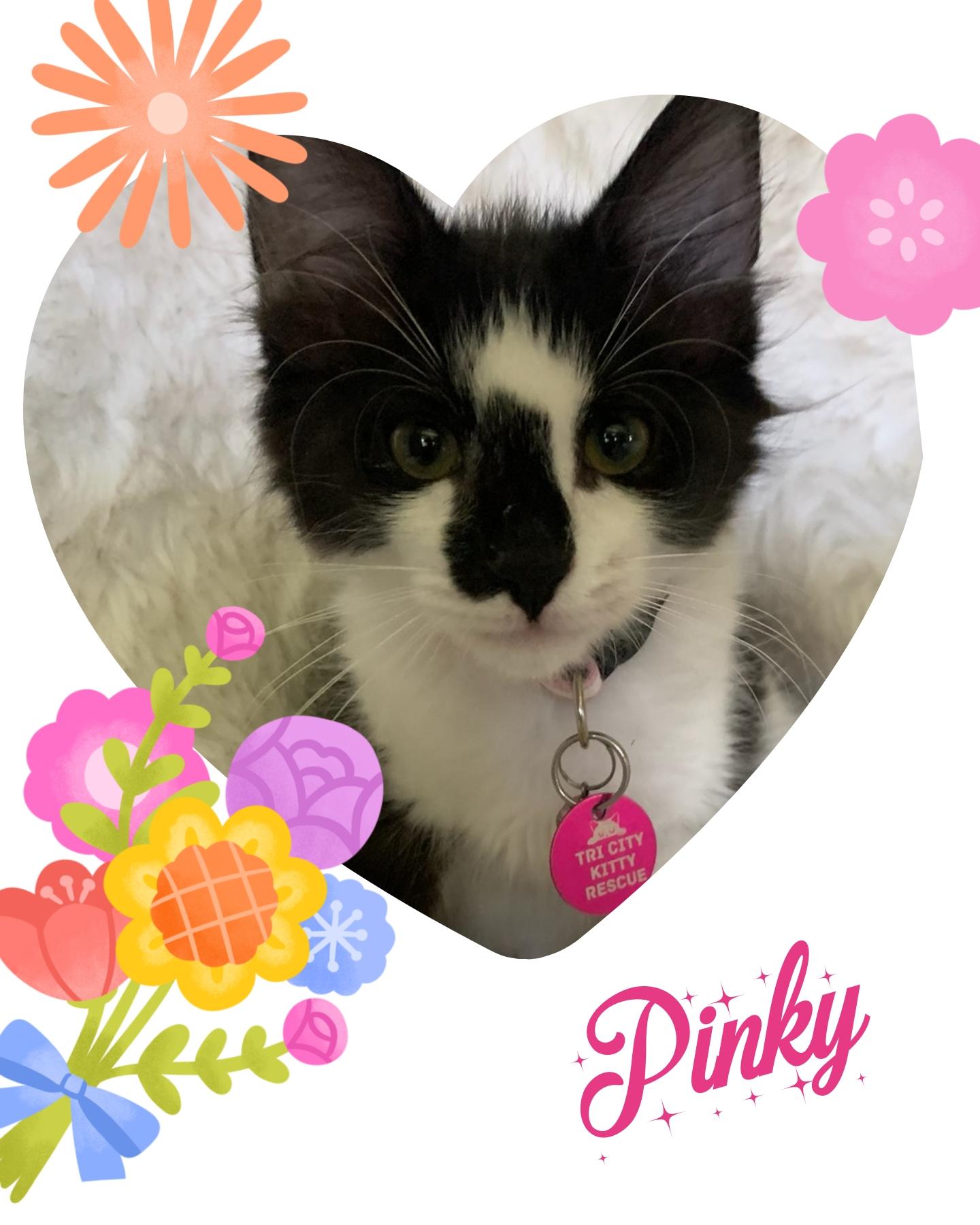 Pinky, an adoptable Domestic Short Hair in Pasco, WA, 99301 | Photo Image 1