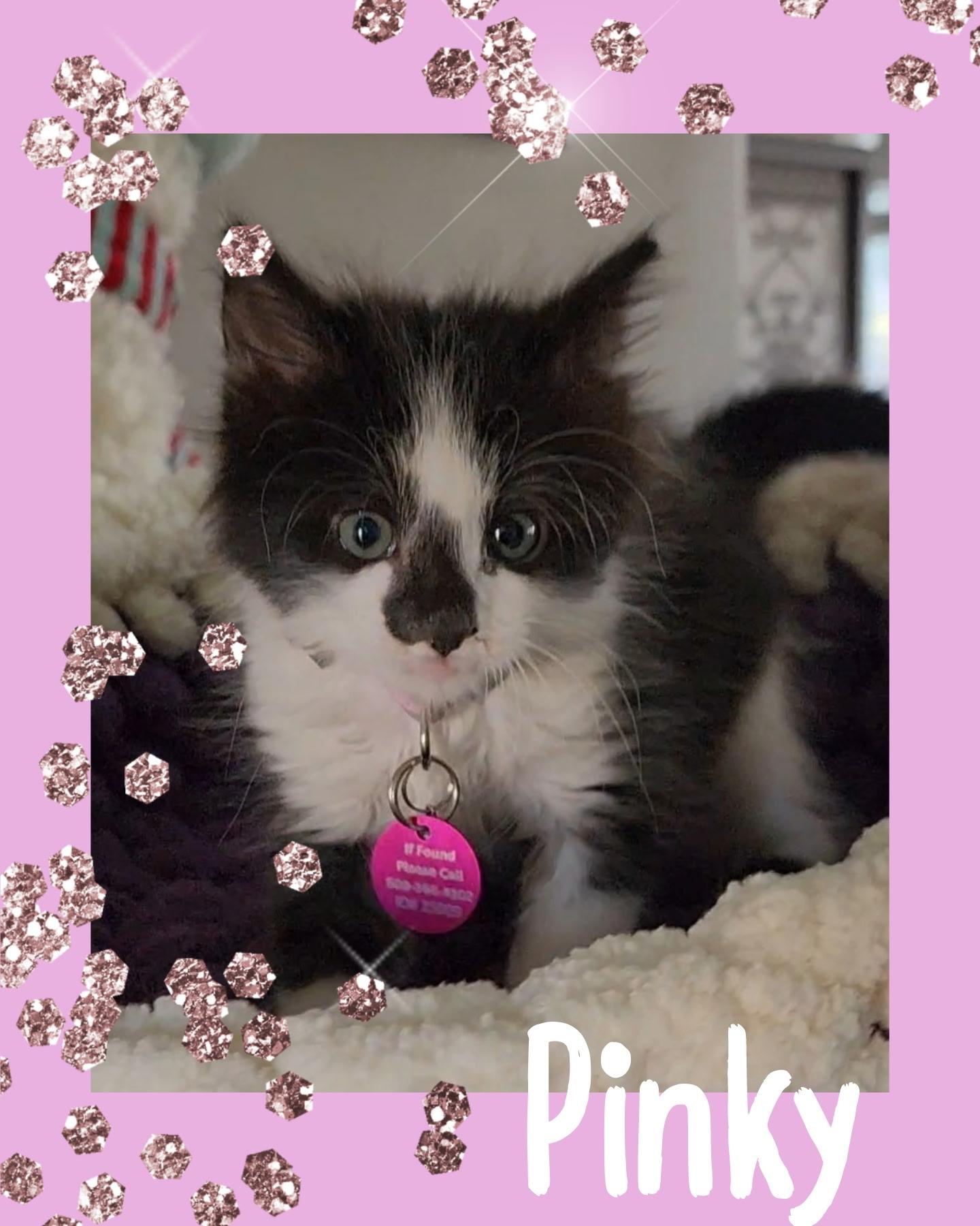 Pinky, an adoptable Domestic Short Hair in Pasco, WA, 99301 | Photo Image 3