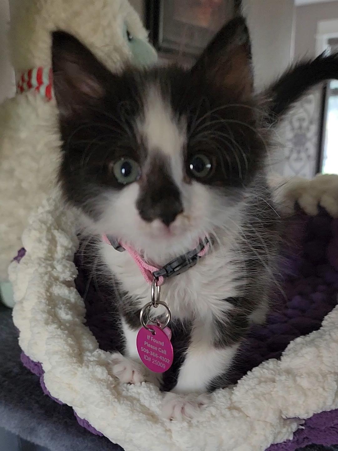 Pinky, an adoptable Domestic Short Hair in Pasco, WA, 99301 | Photo Image 4