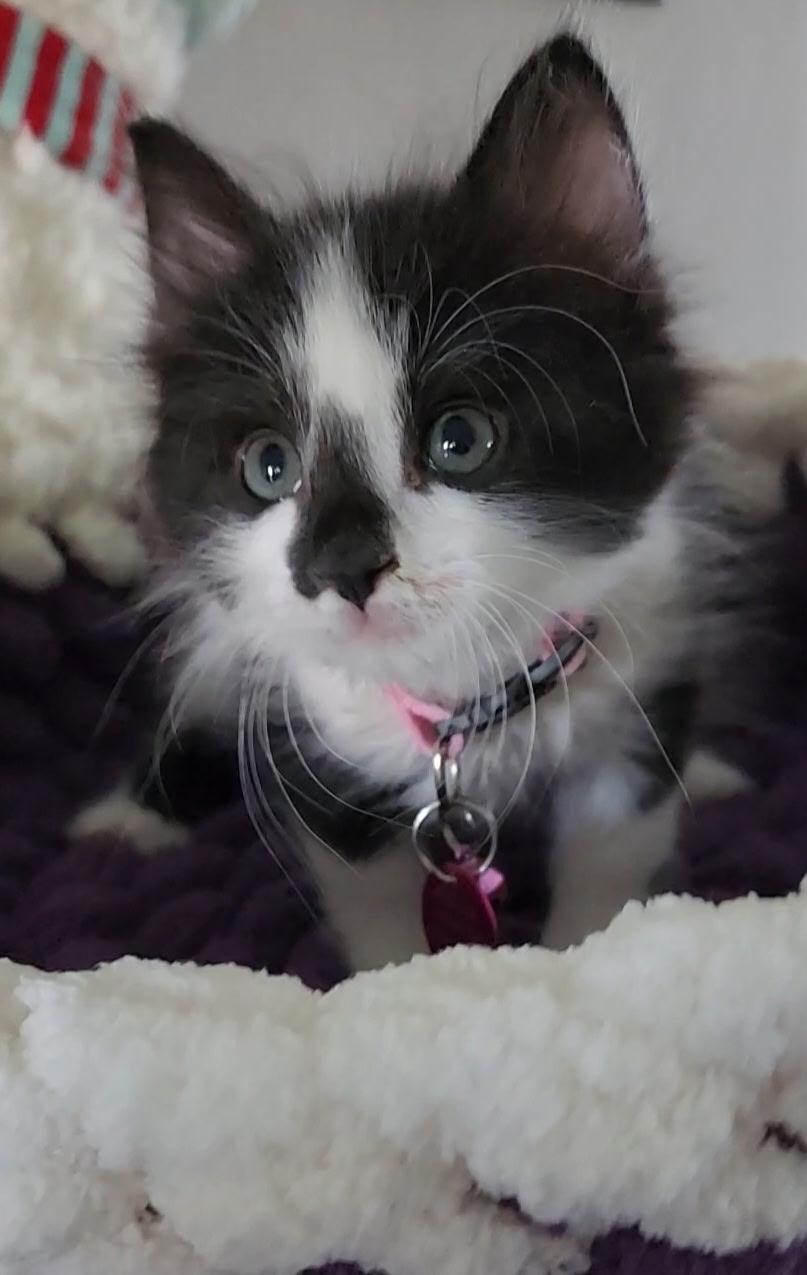 Pinky, an adoptable Domestic Short Hair in Pasco, WA, 99301 | Photo Image 5