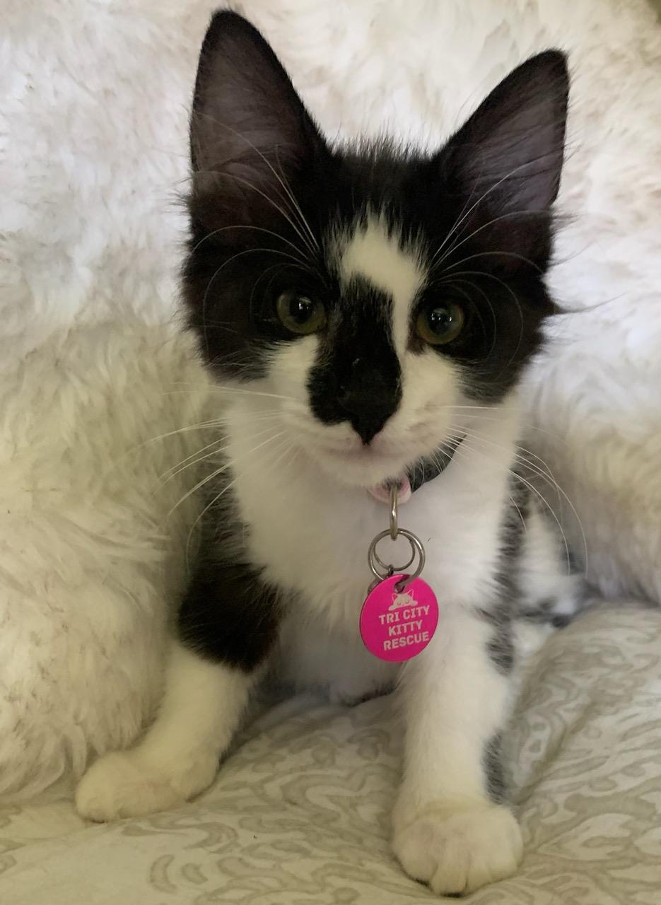 Pinky, an adoptable Domestic Short Hair in Pasco, WA, 99301 | Photo Image 2