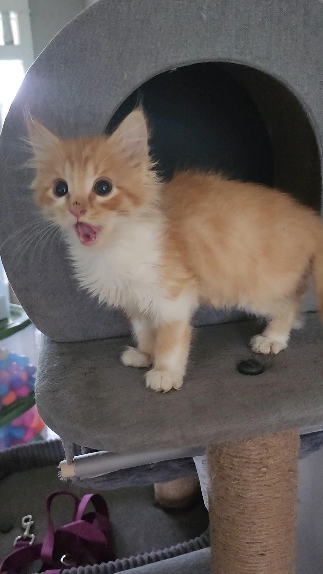 Enlarge Bacon, an adopted Tabby in Pasco, WA image 4/5