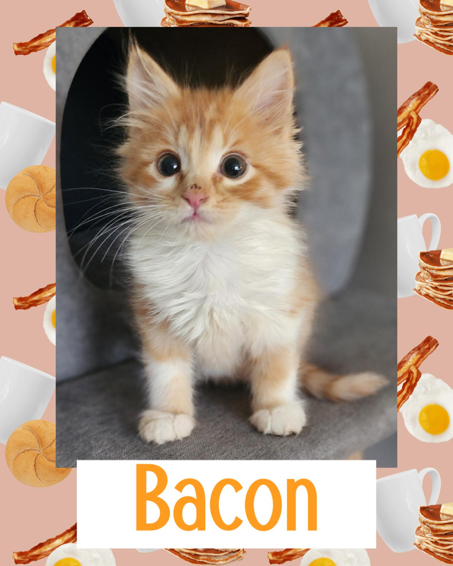 Enlarge Bacon, an adopted Tabby in Pasco, WA image 5/5