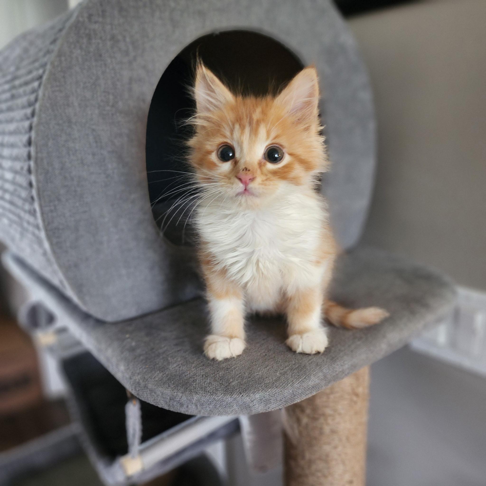 Enlarge Bacon, an adopted Tabby in Pasco, WA image 1/5