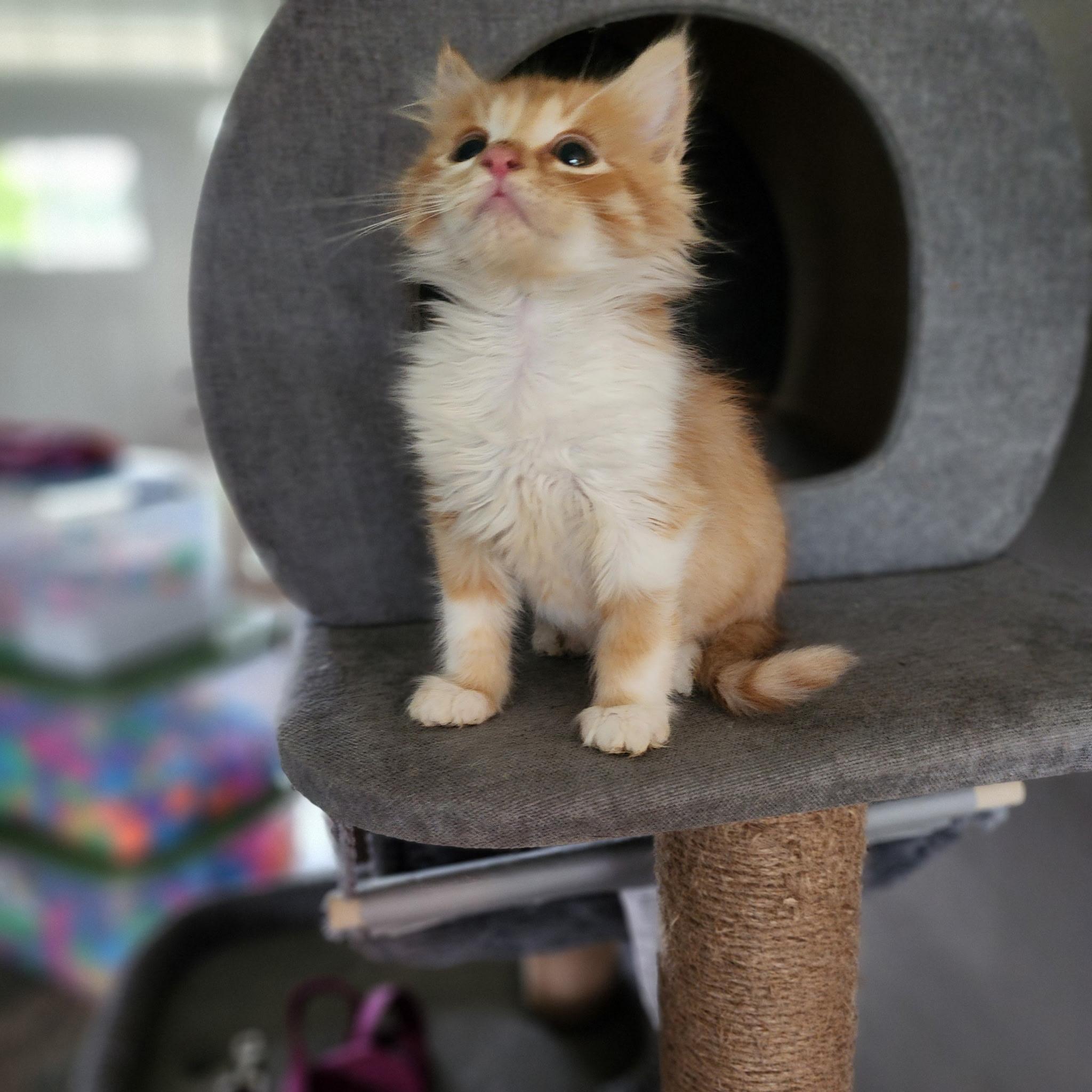 Enlarge Bacon, an adopted Tabby in Pasco, WA image 3/5