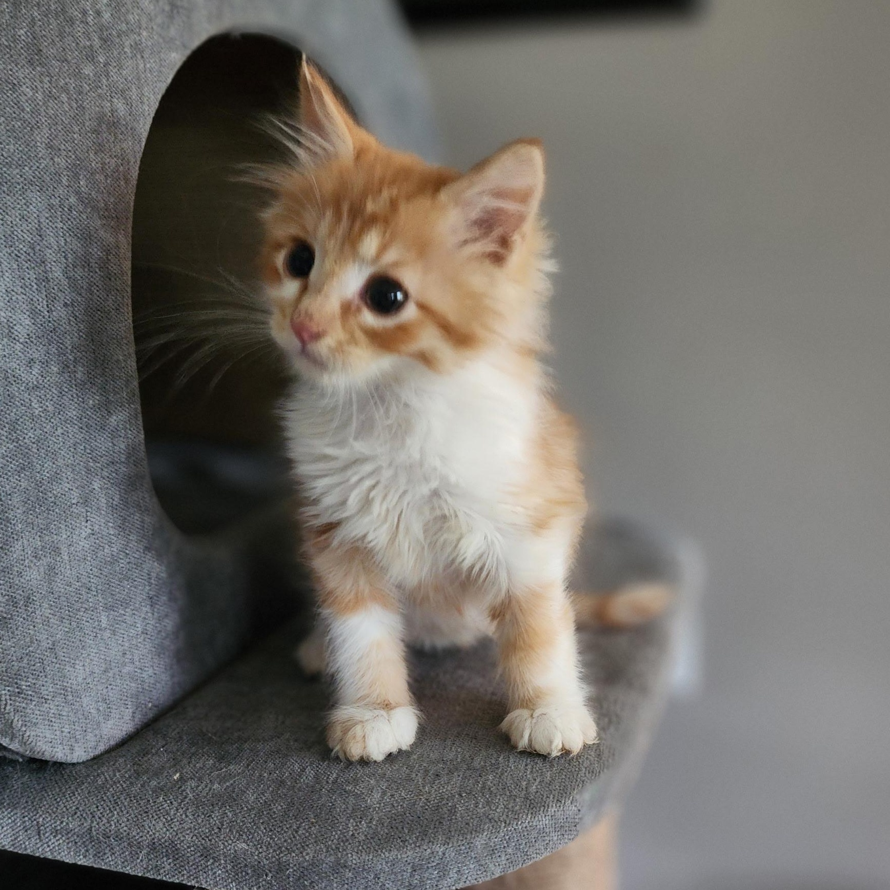 Enlarge Bacon, an adopted Tabby in Pasco, WA image 2/5