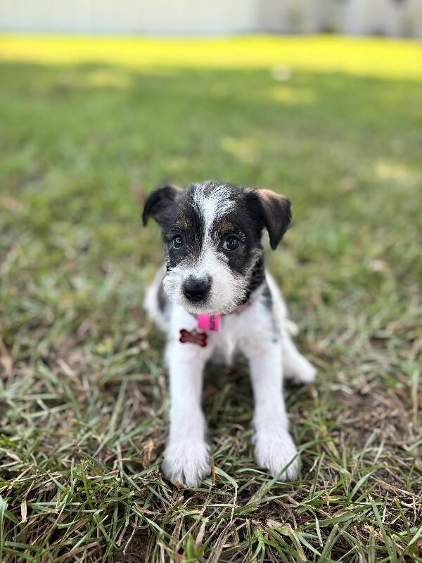 Queenie, Adoptable, Puppy Female Jack Russell Terrier & Mixed Breed.